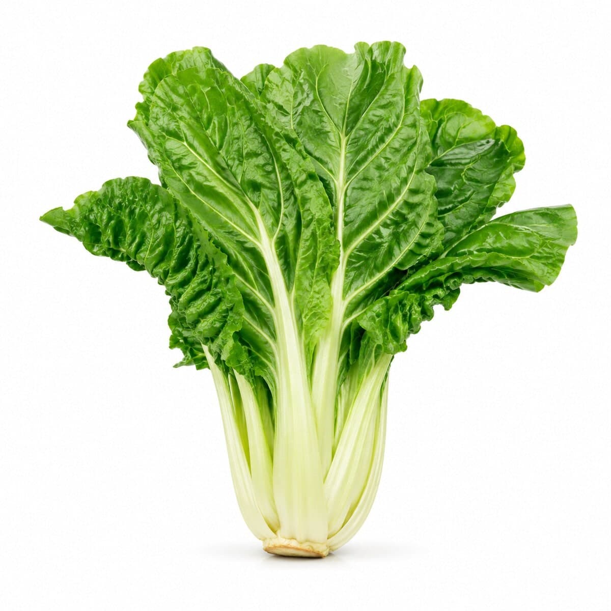 Acelga — foto do produto